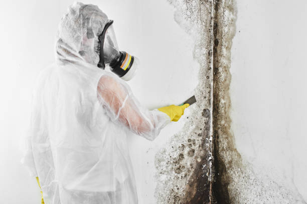 Best Office Mold Removal Services  in Culver, IN