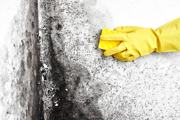 Best Mold Removal and Inspection  in Culver, IN