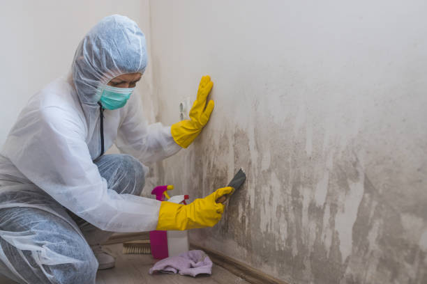 Professional Mold Removal in Culver, IN