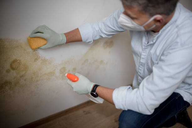 Best Mold Damage Repair  in Culver, IN