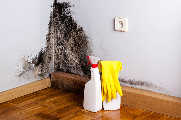 Best Crawl Space Mold Removal  in Culver, IN