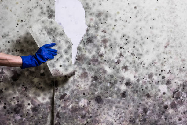 Best Toxic Mold Removal  in Culver, IN